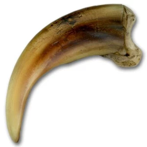 Replica Grizzly Claw - 3,5" #106 - Bild 1 von 1