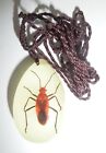 Insect Acrylic Necklace Red Bug Specimen Glow In The Dark Yd07