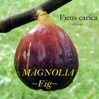 ~MAGNOLIA~ FIG Brunswick Hardy FRUIT TREE Ficus Carica Live sml Potd Plant