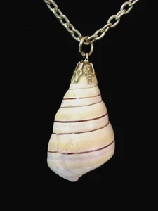 Vintage Candy gestreift gebänderte Schnecke Kegel Muschel Anhänger Kette Halskette Boho Hawaii - Bild 1 von 5