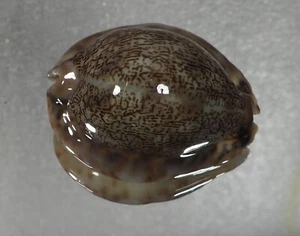 Cypraea arabica gibba GREAT - Picture 1 of 5