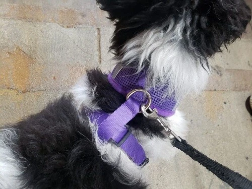 Pet Dog Control Harness Mix and Match Colors when ordering Multiple Items - Image 1 of 4