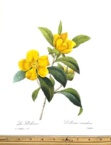 Redoute Flowers #33 DILLENIA SCANDENS   Botanical Art BK Plate SUPERB PRINT L@@K - Picture 1 of 1