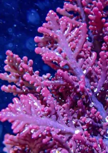 Live Strawberry Fern Red Macroalgae 3” Frag Reef Tank Refugium - Picture 1 of 2