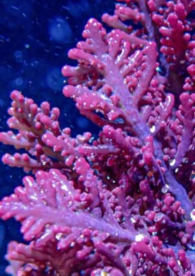 Live Strawberry Fern Red Macroalgae 2” Frag Reef Tank Refugium - Image 1 of 2