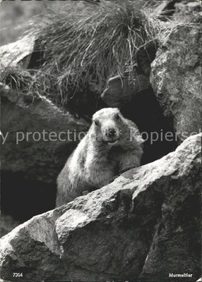 Murmeltier  - Bild 1 von 2