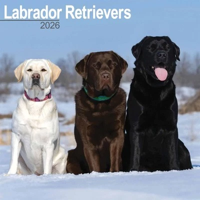 AVONSIDE PUBLISHING LTD Labrador Retrievers Calendar 2026 - Dogs - Month To View