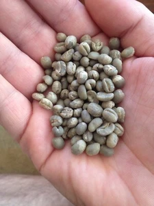 5 lbs Green Coffee - Tanzania peaberry - specialty grade green beans - Picture 1 of 1