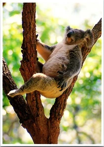 Postcard Koala Bear World Famous San Diego Zoo California Phascolarctos cinereus - Picture 1 of 2
