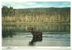 Litografía fotocromática vintage Wilson's Moose postal Canadá 6x4 - Imagen 1 de 2
