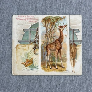 1890 N41 Allen & Ginter Quadrupeds (Large) Giraffe 50 - Picture 1 of 2