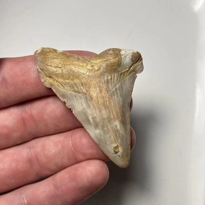 2.40” MARBLED COLORFUL ANGUSTIDENS SHARK TOOTH FOSSIL SUMMERVILLE, SC - Image 1 of 4