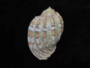 Sea shell Harpa davidis 83,5 mm ID#6779 - Imagen 1 de 3