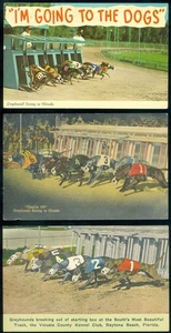 3 POSTCARDS - DOG RACING - Picture 1 of 1