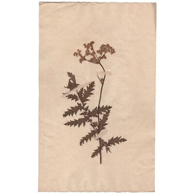 Antique 1790 herbarium dried flower scientific specimen #20 Fern-leaf Dropwort - Image 1 of 3
