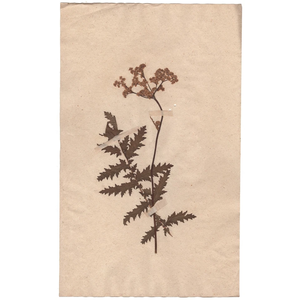 Antiguo espécimen científico de flor seca de herbario de 1790 #20 hoja de helecho Dropwort Foto 1 de 3