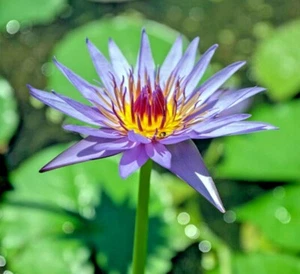 🌺🌺 LOTUS colorful water Lily Aquarium Plant seeds bulb Easy grow FS0-03 LOTUS - Picture 1 of 1