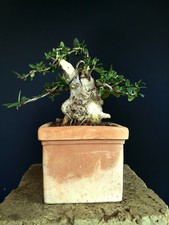 PRE BONSAI SHOIN DI OLIVASTRO