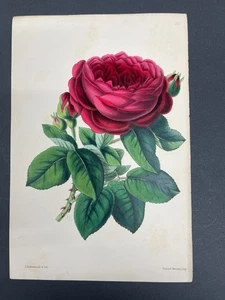 Botanicals, Roses, Antique Prints, James Andrews, Floral Magazine, 1866, #120 - Picture 1 of 1