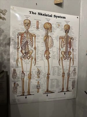Skeletal System Anatomical Chart Poster  ￼ Laminated Learning 20x26 Skeleton - Image 1 of 4