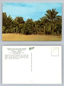Glendale, AZ-Arizona, Dolson’s Date and Citrus Gardens Vintage Postcard - Picture 1 of 3