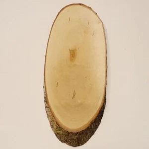 Targa cervo rosso betulla AF 55 cm cervo targa trofei targa albero naturale legno - Foto 1 di 7