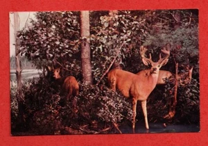 1940s CHICAGO NATURAL HISTORY MUSEUM postcard VIRGINIA DEER in SUMMER animal - Bild 1 von 3