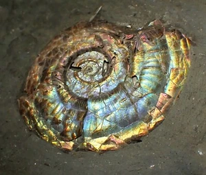 SELTENER blau irisierender Ammonit Fossil Psiloceras Jura Fossilien UK Ammolith Edelstein - Bild 1 von 10