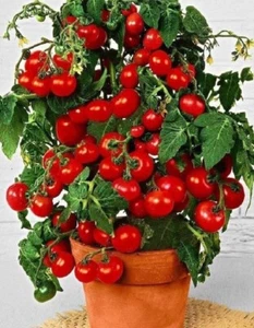 Dwarf Tomato Cherry Tomato Great In Pot F1 Seeds 30+ - Picture 1 of 1
