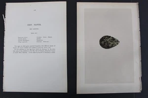 Vögel, Nester, Eier, F.O.Morris, 1875 - Bild 1 von 3