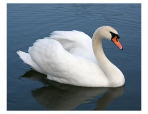 "Cisne mudo - 8x10 impresión fotográfica en 8,5"" x 11" - Imagen 1 de 1