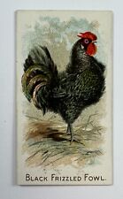 1891 N20 Allen & Ginter Prize & Game Chickens Black Frizzled Fowl  NSB17