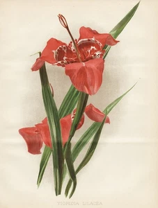 Tigridia Lilacea Tigerlilien Tiger-Flowers Botany Robinson Litho - Picture 1 of 1