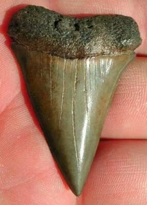 2 Inch MAKO SHARK TOOTH Fossil Teeth - GREAT WHITE ANCESTOR - St Mary's GEORGIA - Picture 1 of 2