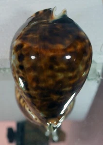 CYPRAEA FRIENDII VERCOI GRANDE GRANDE - Foto 1 di 2