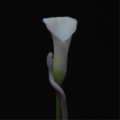 Animals As Leaders Parrhesia (CD) Album - Image 1 of 2