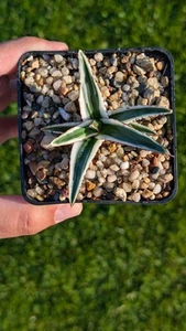 Agave Victoriae-Reginae White Rhino - Bild 1 von 16