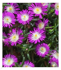 Winterharte Eisblume "Violett Wonder", 3 Pflanzen, Delosperma congesta Stauden - Bild 1 von 5