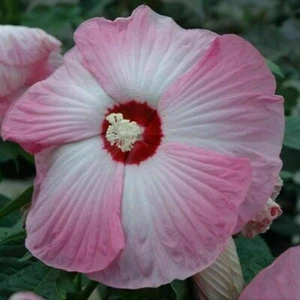 HIBISCUS MOSCHEUTOS ROSA, 20 SEMI + GUIDA GRATUITA - Foto 1 di 1