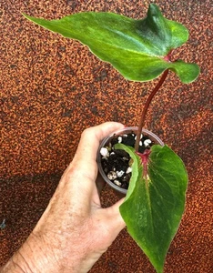 Caladium Corm Bulb Tuber Tropical Indoor Outdoor Plant 4 | Colly Dolly EXPRESS - Picture 1 of 6