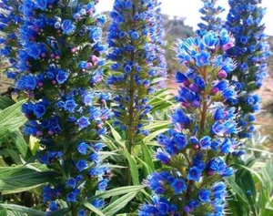 TAJINASTE azul - echium - torre de joyas 25 Semillas - Bild 1 von 1