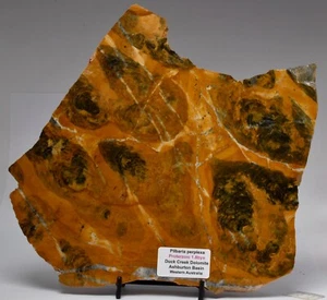 STROMATOLITE, PILBARIA PERPLEXA, DUCK CREEK DOLOMITE, Australia S540 - Bild 1 von 6