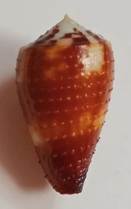 Sea shell conus ferrugineus 32mm, gem, nice corded body, superb form - Picture 1 of 6