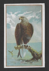 1880's Boot's & Shoes Trade Card - American Bald Eagle - East Newark, New York - Picture 1 of 2