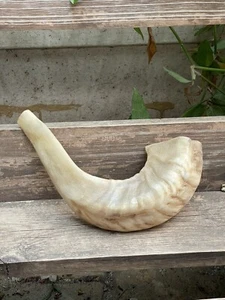 An Old Kosher jewish ceremonial Shofar horn Music Instrument - Picture 1 of 8