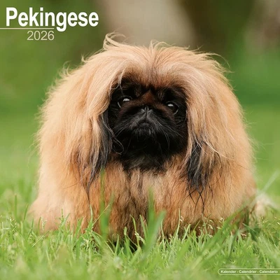 MARBLE CITY PRESS Pekingese Calendar 2026 | 12x24" 16 Months | Dog Breed Gift Wall | Avonside