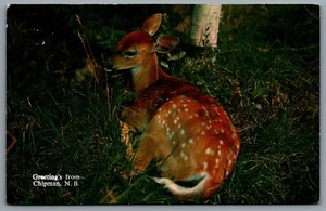 Postal Chipman NB c1962 Saludos de Chipman NB Baby Fawn Deer - Imagen 1 de 2