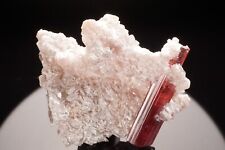 CLASSIC Rubellite Tourmaline on Lepidolite JONAS MINE, BRAZIL
