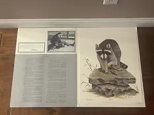 🔥 VINTAGE SIGNED GENE GRAY “RACCOON” PRINT - 16” X 20” - Picture 1 of 7