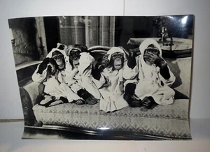 Disney 1967 PRODUCTION ART PHOTOGRAPHS - MOVIE MONKEYS GO HOME - DEAN JONES - Picture 1 of 12